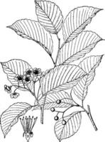 sorbus alnifolia årgång illustration. vektor