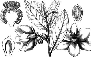 annona årgång illustration. vektor