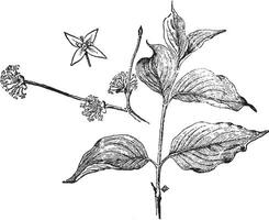 cornus mas årgång illustration. vektor