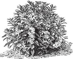 Garten Balsam Jahrgang Illustration. vektor