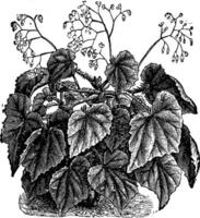 begonia manicata årgång illustration. vektor