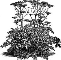 Heracleum Sibiricum Jahrgang Illustration. vektor