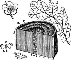 Sektion von Ast zeigen exogen Jahrgang Illustration. vektor