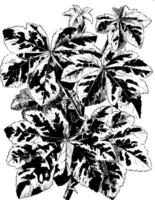 blomma, lavatera, arborea, blommor, löv årgång illustration. vektor