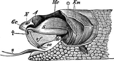 skallerorm förgifta anordning, årgång illustration. vektor