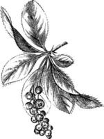 berberis årgång illustration. vektor