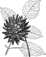 original- kaktus dahlia årgång illustration. vektor