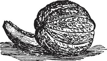 cantaloupmelon årgång illustration. vektor