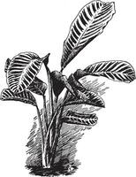 Calathea zebrina Jahrgang Illustration. vektor