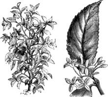 osmanthus fragrans Jahrgang Illustration. vektor