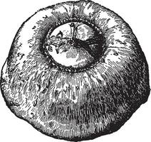 ung turban squash årgång illustration. vektor