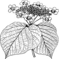 Viburnum Alnifolium Jahrgang Illustration. vektor