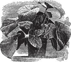 begonia scharffiana årgång illustration. vektor