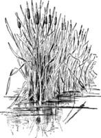 Typha, Latifolia, Anlage, Blätter, blühen Jahrgang Illustration. vektor