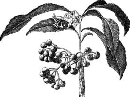 ardisia crenulata årgång illustration. vektor