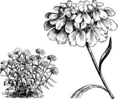 vana och friliggande blomställning av iberis umbellata årgång illustration. vektor