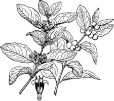 symphoricarpos Occidentalis Jahrgang Illustration. vektor