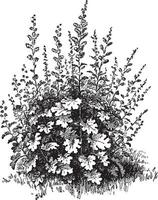 Bocconia, cordata, Blume, Feder, Mohn, Baum, Schöllkraut Jahrgang Illustration. vektor