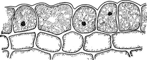 datum kotyledon årgång illustration. vektor