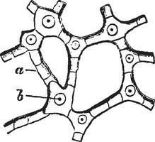 asterius rubens, årgång illustration. vektor