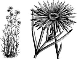 mesembryanthemum coccineum årgång illustration. vektor