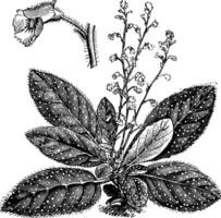 vana och friliggande enda blomma av koellikeria argyrostigma årgång illustration. vektor