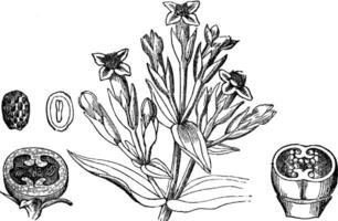 höst gentiana årgång illustration. vektor