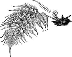 woodwardia orientalis årgång illustration. vektor