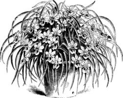 Miltonia Phalaenopsis Jahrgang Illustration. vektor