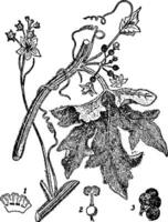 Bryony, zweihäusig, Blume, mehrjährig, Blätter, Knospe, Samen Jahrgang Illustration. vektor