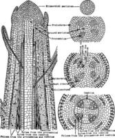 växt vävnader årgång illustration. vektor