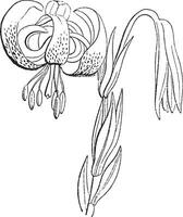 lilium chalcedonicum årgång illustration. vektor