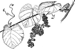 vitis californica årgång illustration. vektor