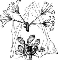 Agave angustissima Jahrgang Illustration. vektor