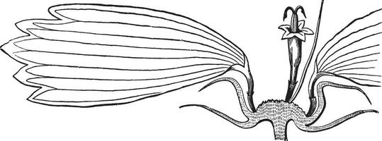 fünf, syngenese, staubblätter, coreopsis, pflanzenweinleseillustration. vektor