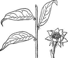 pereskia aculeata årgång illustration. vektor