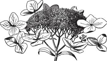 hortensia arborscens årgång illustration. vektor