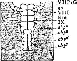 embryo, årgång illustration. vektor