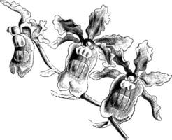 Blumen von Miltonia warscewiczii Jahrgang Illustration. vektor