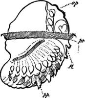 lopadorhymchus, årgång illustration. vektor