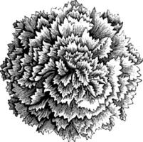 Blume von doppelt Garten Petunie Jahrgang Illustration. vektor