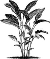Heliconia bihai Jahrgang Illustration. vektor