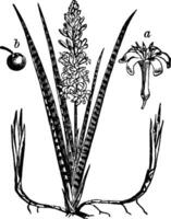 anders, Teile, Cordyline, Anlage, Sansevieria, Blume, Obst Jahrgang Illustration. vektor