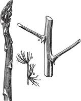 löv och grenar av sparris årgång illustration. vektor