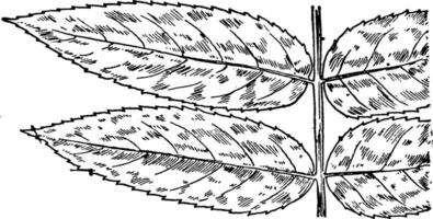 Hirschhorn Sumach Jahrgang Illustration. vektor