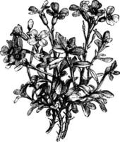 aubrietia deltoidea Jahrgang Illustration. vektor