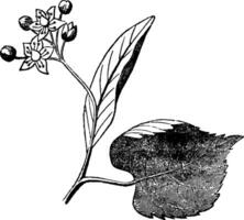 Brakteen, Blume, Teile, Blätter, Pflanze Jahrgang Illustration. vektor
