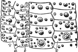 näbb gracilis, årgång illustration. vektor