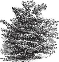 Hornhaut alternifolia Jahrgang Illustration. vektor