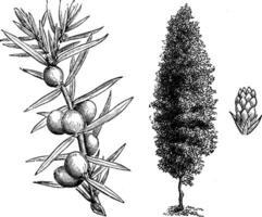 Gewohnheit, Früchte tragen Zweig, und jung weiblich Kegel von Wacholder Kommunismus Hibernika Jahrgang Illustration. vektor